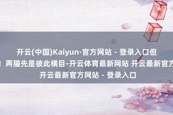 开云(中国)Kaiyun·官方网站 - 登录入口但行动快得像闪电！两猫先是彼此横目-开云体育最新网站 开云最新官方网站 - 登录入口